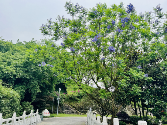 蓝花楹。（来源：重庆园博园）